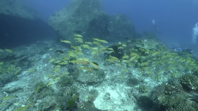 underwater scenery of a pack of yellow snappers swims together around corals in slow motion, cinematic,