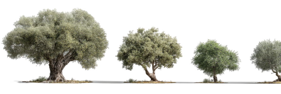 Four lush green trees in various sizes