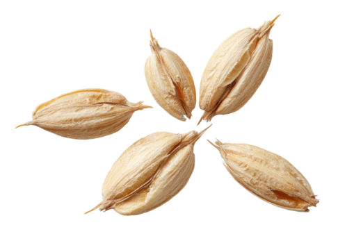 Seed pod cluster, radial symmetry, textured beige hues