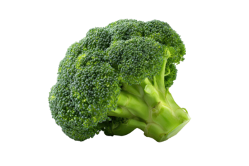 Single, fresh green broccoli floret against black background
