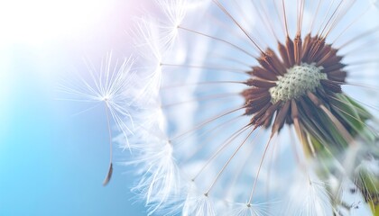 Obraz premium Close-up of delicate dandelion seed head, fluffy white filaments illuminated by soft sun flare against serene blue sky, symbolizing nature's ephemeral beauty and tranquil wishes
