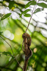 The slender squirrel (Sundasciurus tenuis) is a species of rodent in the family Sciuridae. The body is brown on the upper parts and light grey on the underparts. 