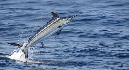 Obraz premium A marlin bursts from the sea in a graceful arc, tail slicing through the water—capturing the raw power and elegance of marine life. Ideal for sport fishing features oceanic campaigns.