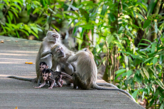 The crab-eating macaque (Macaca fascicularis) with baby in lower peirce reservoir in Singapore. 
It is a cercopithecine primate native to Southeast Asia.