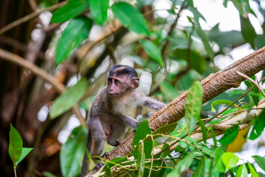 The baby crab-eating macaque (Macaca fascicularis) in lower peirce reservoir in Singapore. 
It is a cercopithecine primate native to Southeast Asia.