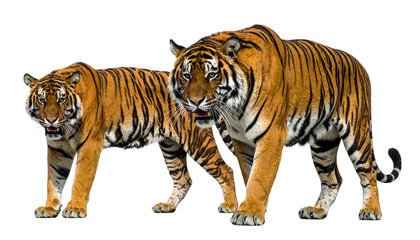 Obraz premium Bengal tiger duo wildlife collection isolated on transparent background