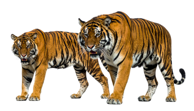 Bengal tiger duo wildlife collection isolated on transparent background