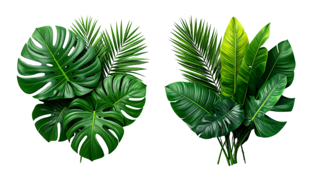Tropical leaf cluster duo composition isolated on transparent background