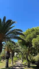 Fototapeta premium palm trees in the park