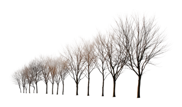 Winter trees in row nature landscape minimalist environment isolated on transparent background