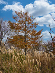 仙台平から観た紅葉