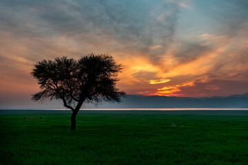 Lonely tree at sunset overlooking a calm lake and mountains