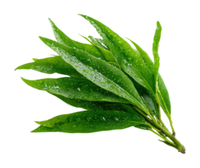 Harvesting fresh green leaves nature scene vibrant leafy isolated on transparent background