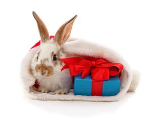 Cute rabbit in Santa hat with with a blue gift box.