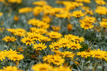 Gazanias au printemps dans un parc à Swakopmund en Namibie