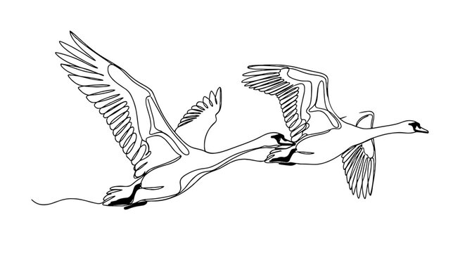 Elegant Swans Flying in Harmony Toward Sunlit Sky: Continuous Line Art Depicting Avian Grace and Freedom in Natural Setting for Wildlife Conservation and Environmental Projects, Minimalist Style, Mode