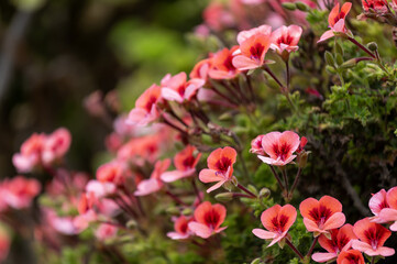 Fototapeta premium Fleurs dans un parc à Swakopmund en Namibie