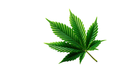 Cannabis Leaf: Close-up of a vibrant, healthy cannabis leaf against a blank backdrop. Showing intricate details of the plant's texture.