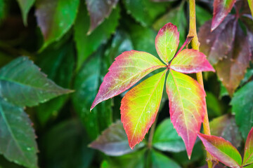 Close-up of a Virginia creeper (Parthenocissus quinquefolia) leaf showing vibrant green turning into bright red and pink, set against a dark, lush green background.