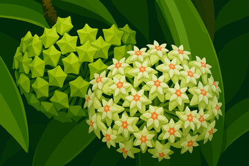 The image shows a close-up of two clusters of star-shaped flowers among lush green leaves. One cluster is composed of unopened buds with a bright green color, while the other cluster is in full bloom,