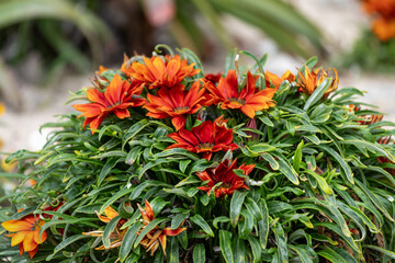 Gazanias au printemps en Namibie
