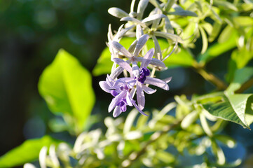 Sandpaper vine, Purple wreath or Queens wreath or purple flower