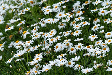 Champ de p&acirc;querettes au printemps