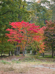 塔のへつりの紅葉