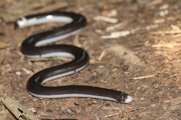 Amerotyphlops reticulatus on Amazon forest floor