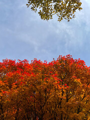 Fototapeta premium Vibrant Autumn Foliage with Red and Orange Leaves beneath a Soft Blue Sky