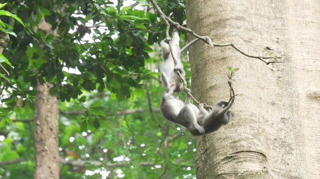 Balinese long tailed macaque monkey fighting playing on high tree branch Macaca fascicularis on top jungle canopy 