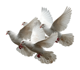 Doves taking flight open sky wildlife natural habitat aerial view isolated on transparent background