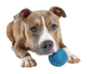 Playful dog with blue ball pet isolated on transparent background
