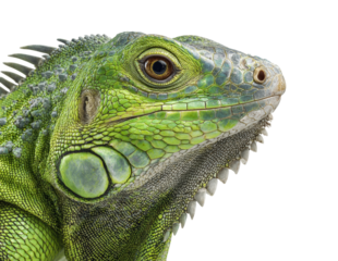 Vibrant green iguana nature animal isolated on transparent background
