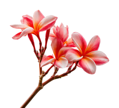 Blooming plumeria flowers nature vertical isolated on transparent background