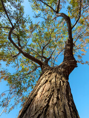 Low angle view of a large tree trunk reaching into blue sky