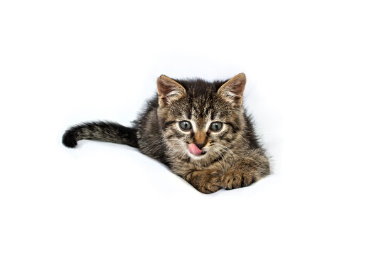 Cute gray tabby kitten with tongue out funny face, hunting , isolated on white backgroud