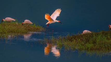 pink flamingos in the water © Bai