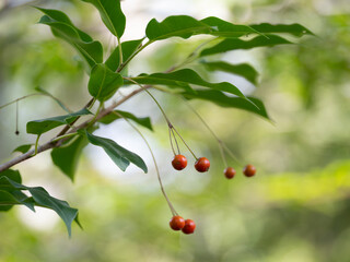 赤いソヨゴの実