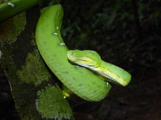 Emerald Tree Boa (Corallus batesii) with unilateral anophthalmia