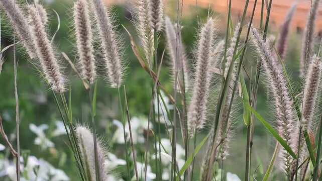 Close up of a group of horsetail grass or Chinese fountain grass (Cenchrus setaceus).