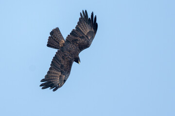 Obraz premium osprey in flight