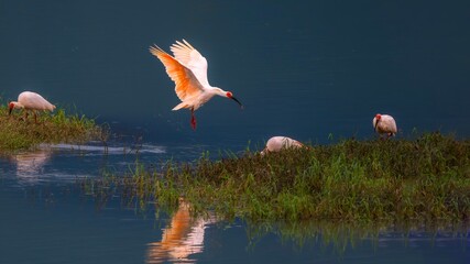 flamingos in the water © Bai