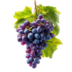 Fototapeta premium Harvesting juicy grapes vineyard isolated on transparent background