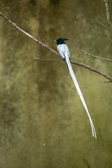  Indian paradise flycatcher (Terpsiphone paradisi). This medium-sized passerine bird is known for the extremely long central tail feathers of the male.