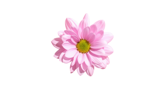 Light pink daisy with a vibrant green center, isolated against stark black background, centered