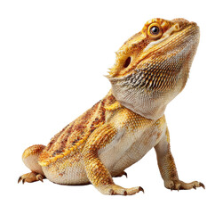 Obraz premium Bearded dragon lizard in home habitat reptile isolated on transparent background