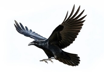 Fototapeta premium A dark crow flying majestically on