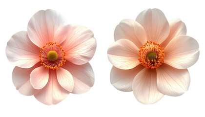 Large tropical hibiscus blossom pair isolated on transparent background