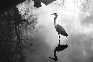 heron standing in shallow pond, its reflection almost indistinguishable from reality